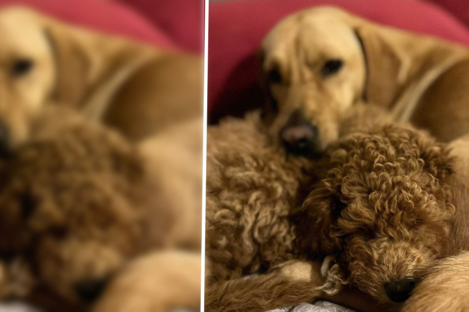 Hund wird nach nur 48 Stunden zurück ins Tierheim gegeben: Doch dann ändert sich alles