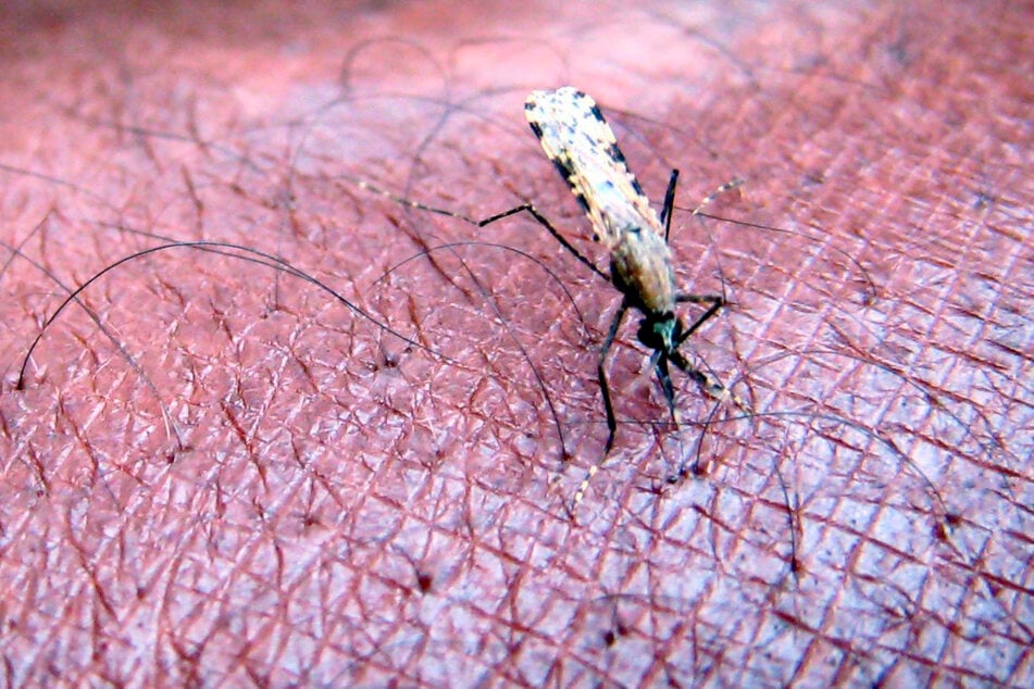 Durch einen Stich wird Malaria schnell übertragen. In Frankfurt sollen so bereits vier Flughafenmitarbeiter infiziert worden sein.