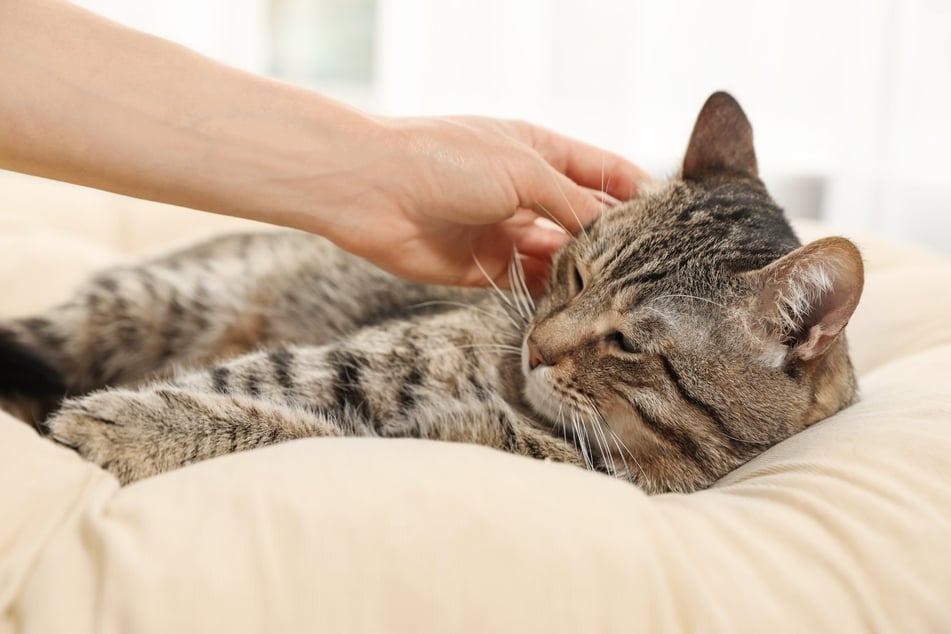 Sobald Katzen bereit für eine Entschuldigung sind, kann Streicheln nicht schaden.