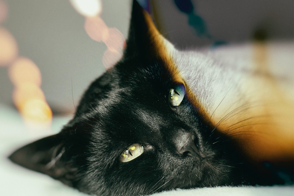 There are many unfair myths about black cats.