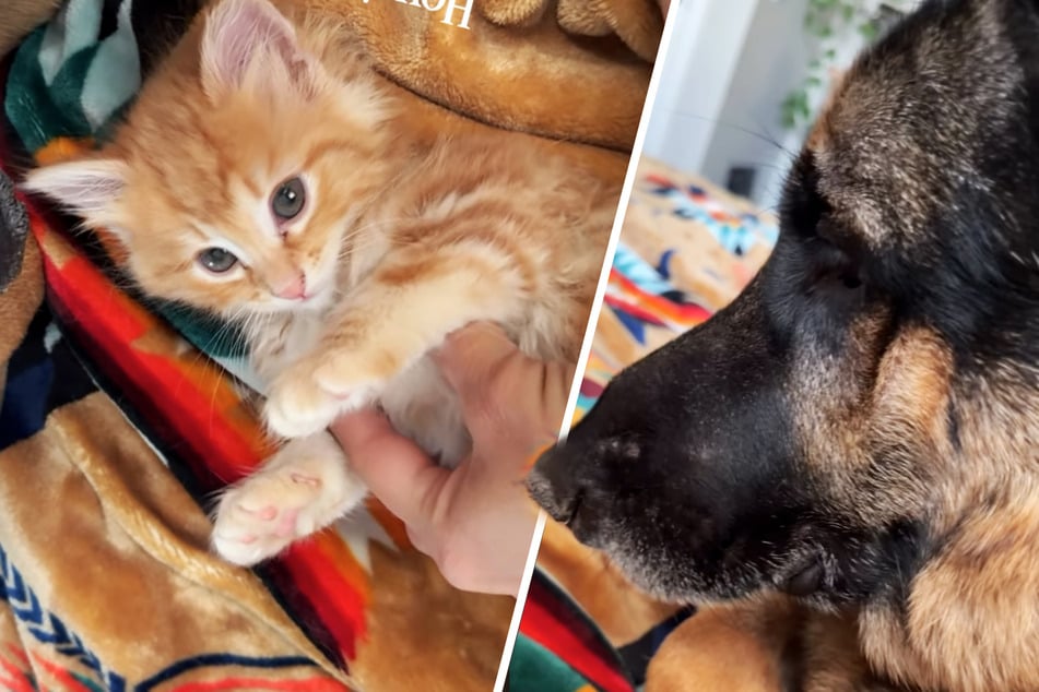 Frau adoptiert Baby-Katze: Wie ihr Schäferhund reagiert, lässt Herzen schmelzen