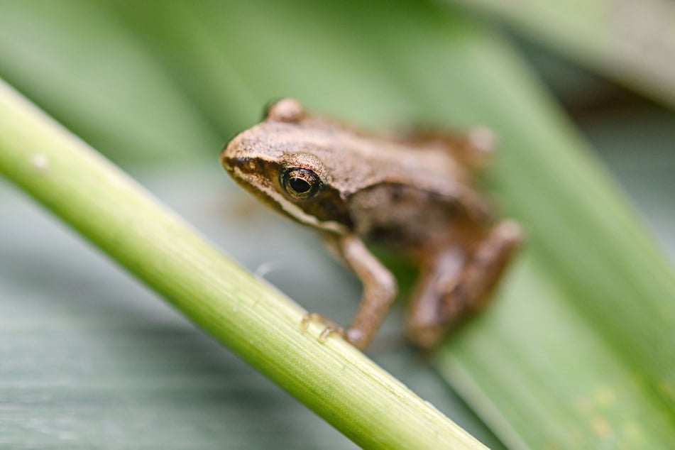 Naturschützer wollen mit dem Projekt zur Rettung von Fröschen beitragen.