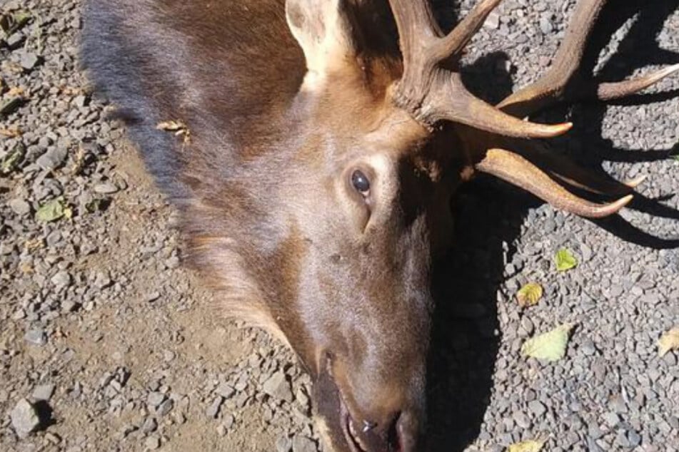 The elk was shot down by the authorities after impaling the hunter.