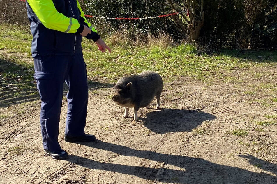 Die Polizei konnte das ausgebüxte Tier einfangen und nach Hause bringen.