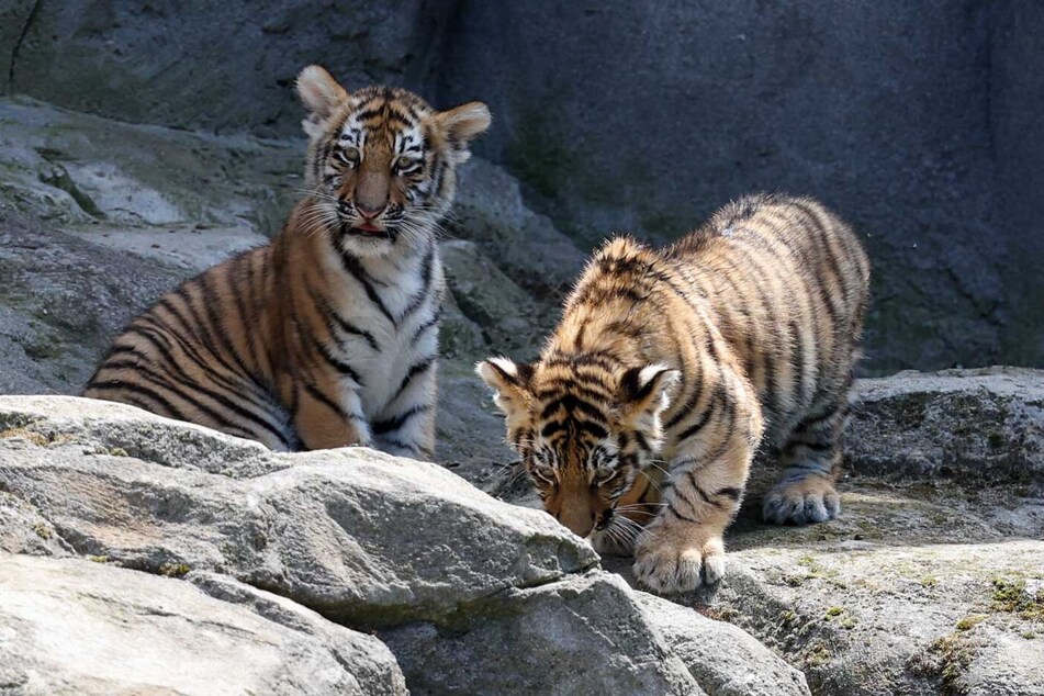 Die beiden Sibirischen Tiger "Tochka" und "Timur" wurden im April geboren.