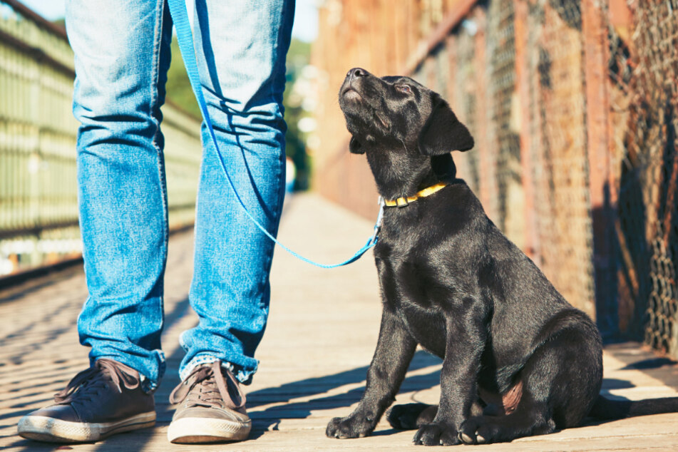 Leidet Dein Hund unter Durchfall, können Apotheken helfen!