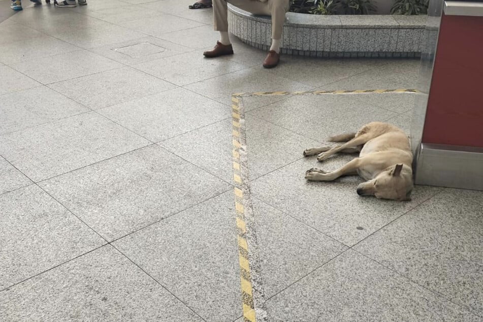 Laut der Flughafenbehörde existiert ein umfassendes Programm für die Versorgung der Straßenhunde.