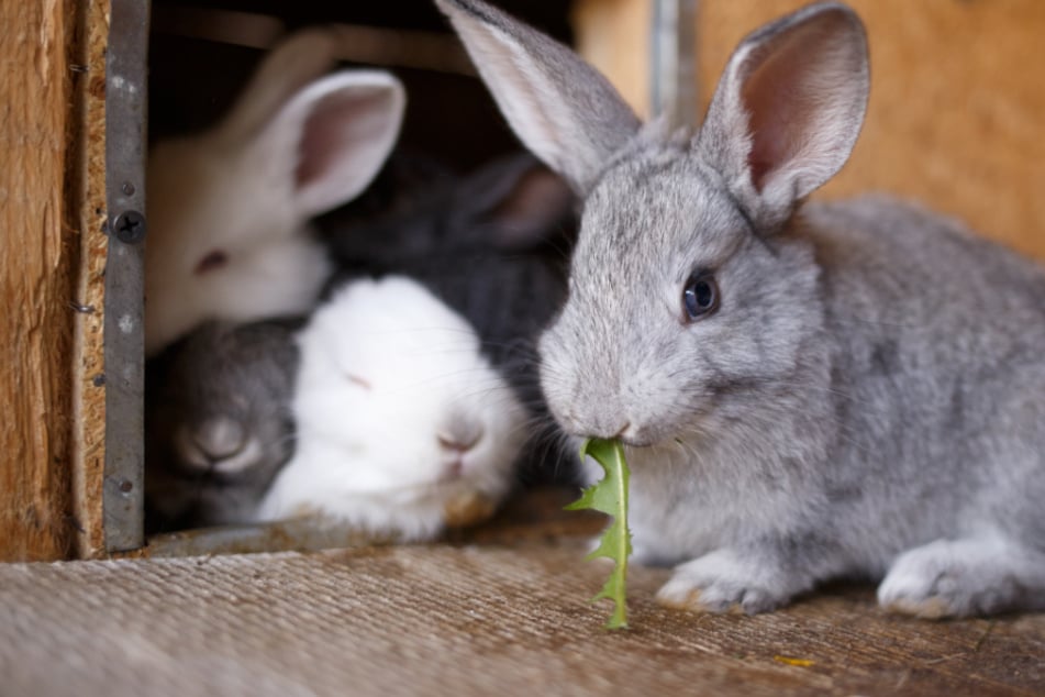 Die kleinen Vierbeiner wurden von einem Mitarbeiter eines Tierheimes abgeholt. (Symbolbild)