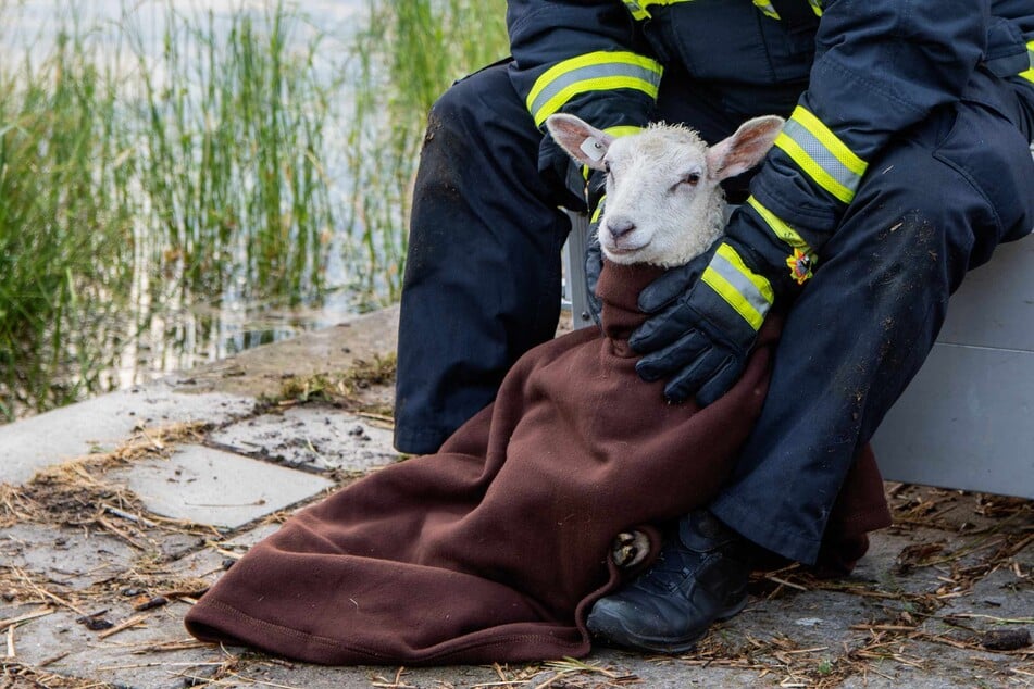 Das Lamm wurde völlig entkräftet in eine Decke gehüllt.