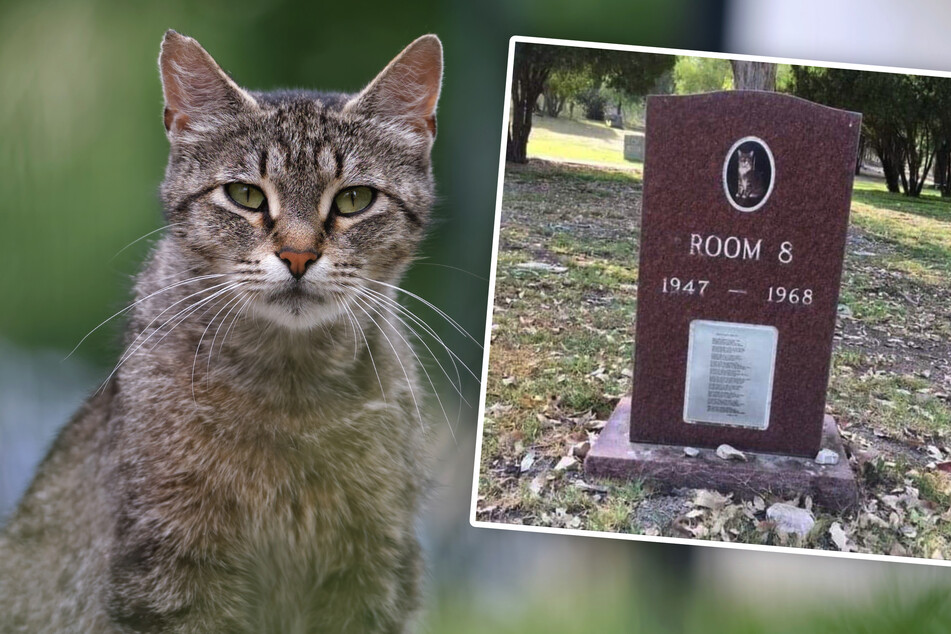 Cat tombstone in California tells the Hollywood-worthy story of "Room 8"