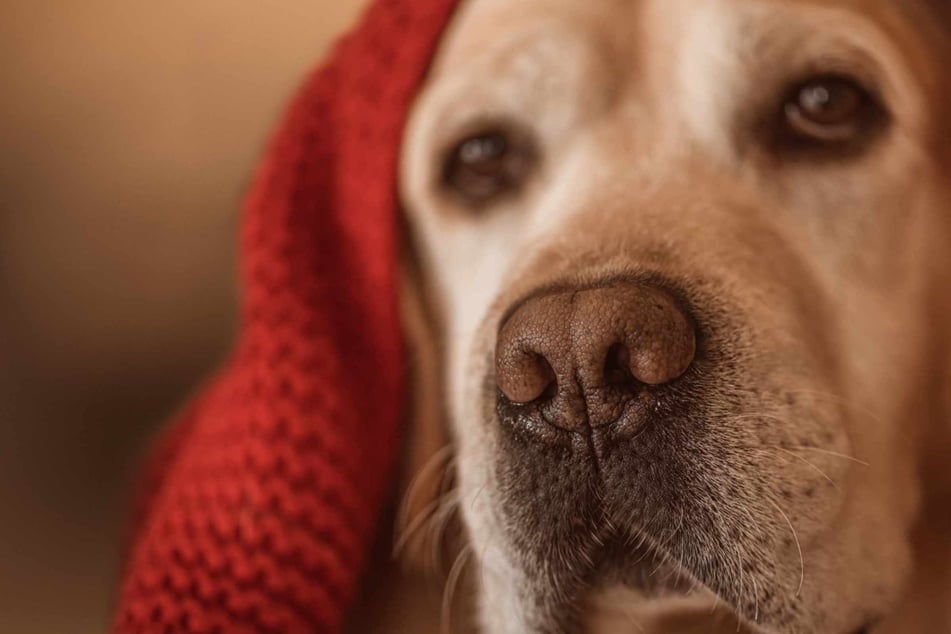 Labrador riecht an Besitzerin und rettet dadurch ihr Leben!
