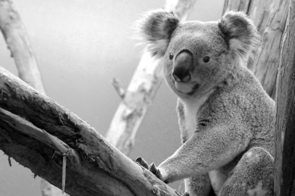 Plötzlicher Tod bei den Koalas: Leipziger Zoo hat schmerzlichen Verlust zu betrauern