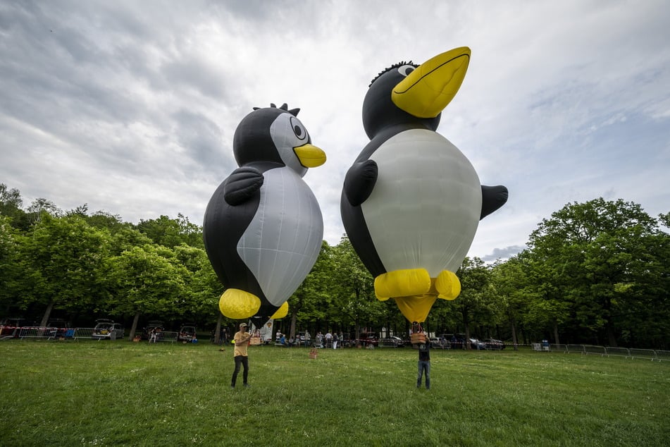 Die großen Heißluftballons mussten bisher am Boden bleiben. Dafür konnten Modellballons, wie diese Pinguine, in geringer Höhe aufsteigen.