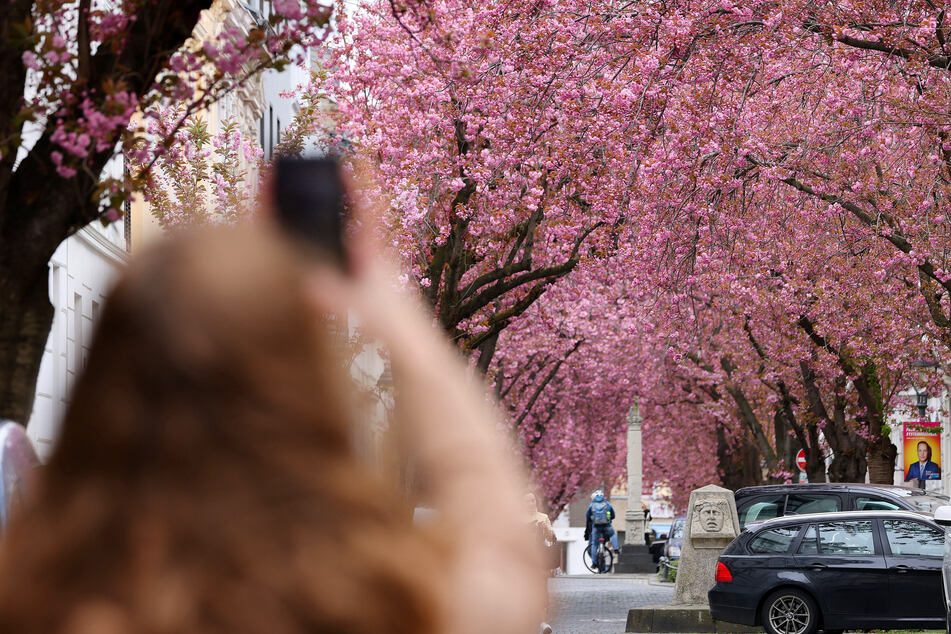 Das rosa Blütenmeer in der ehemaligen Bundeshauptstadt ist ein beliebtes Selfie-Motiv, vor allem bei Touristen aus Asien.