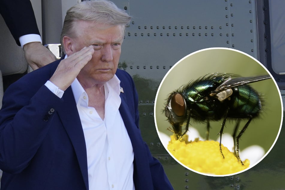 Um Versorgung des Landes zu sichern: USA will Milliarden Fliegen zur Waffe machen