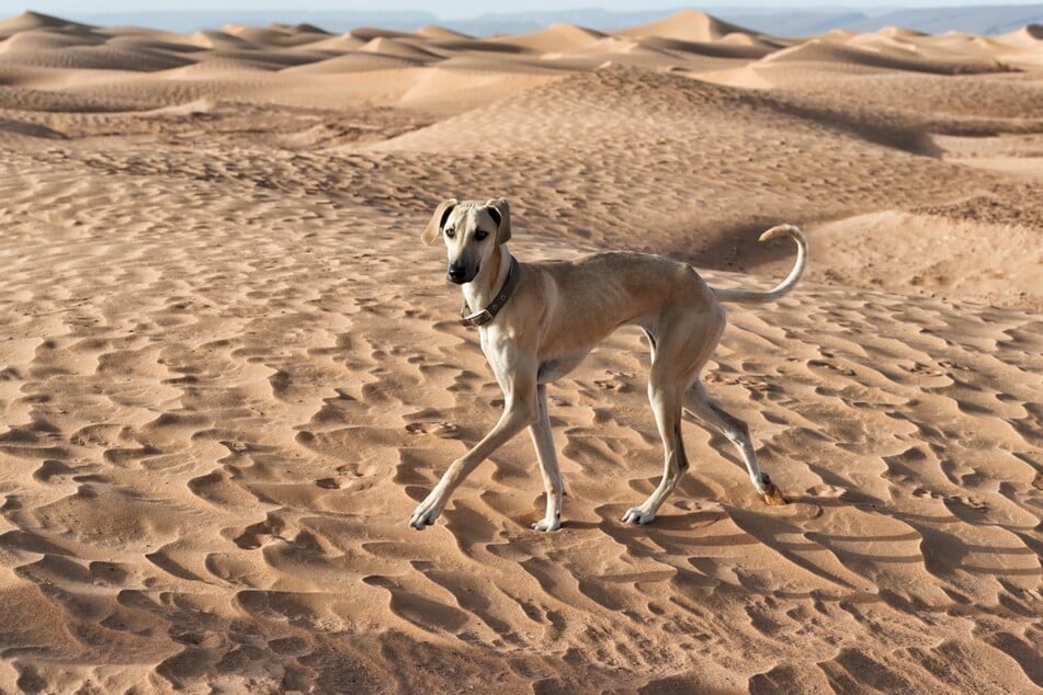 Also known as the Sloughi, the Arabian Greyhound is a truly valuable companion.