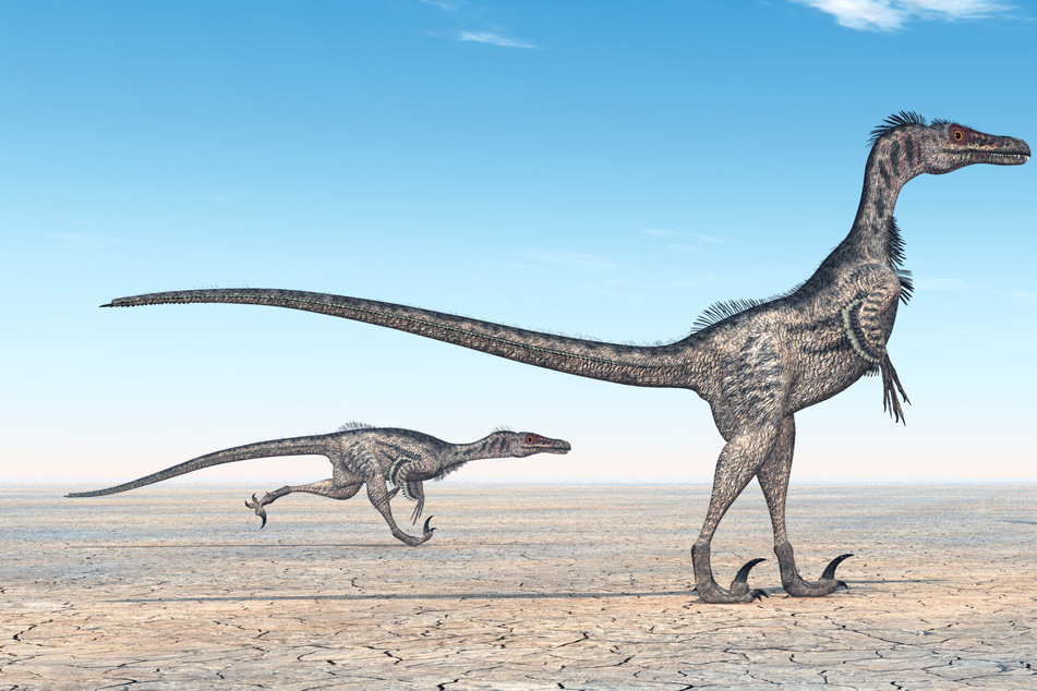 Caudipteryx podría recordar a los fanáticos de Jurassic Park a esos velociraptores.  (imagen del icono)