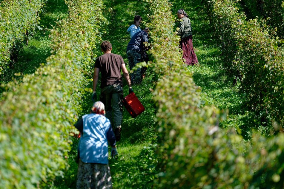 In Röndorf in Nordrhein-Westfalen beginnen Landarbeiter mit der Weinlese für die Manufaktur Pieper.