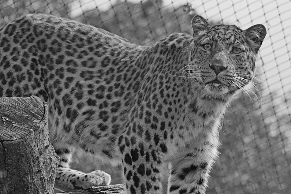 Trauer im Zoo Hoyerswerda: Leoparden-Opi San musste eingeschläfert werden