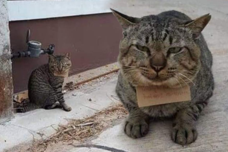 Missing cat strolls home with a note and a satisfied smile