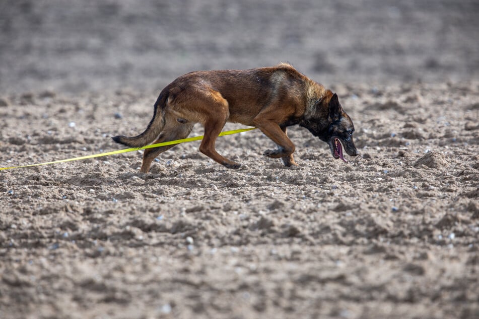 Immer wieder werden zum Beispiel Malinois abgegeben, weil die Besitzer überfordert mit der großen Hunderasse seien.