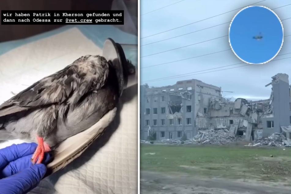 Dank einer Operation durch die "Vet Crew" konnte "Kriegstaube Patrik" wieder in die Freiheit flattern (s. o. r.)