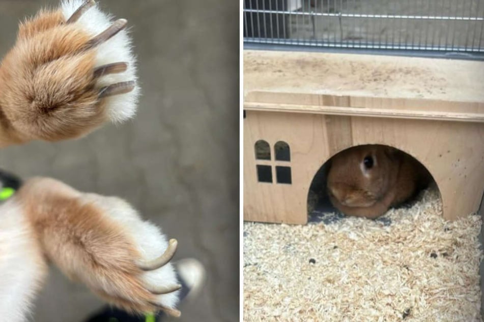 Besitzer war Weg ins Tierheim zu weit: "Extrem verängstigtes" Kaninchen muss es ausbaden