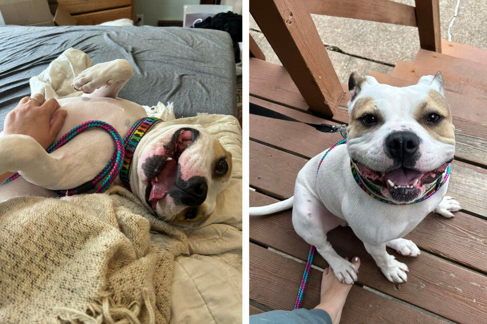 "Snuggle monster" shelter dog has epic getaway and fans are grinning along