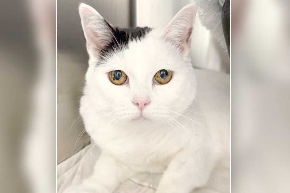 Die zuckersüße Katze sehnt sich nach allen Strapazen einfach nur nach Liebe.