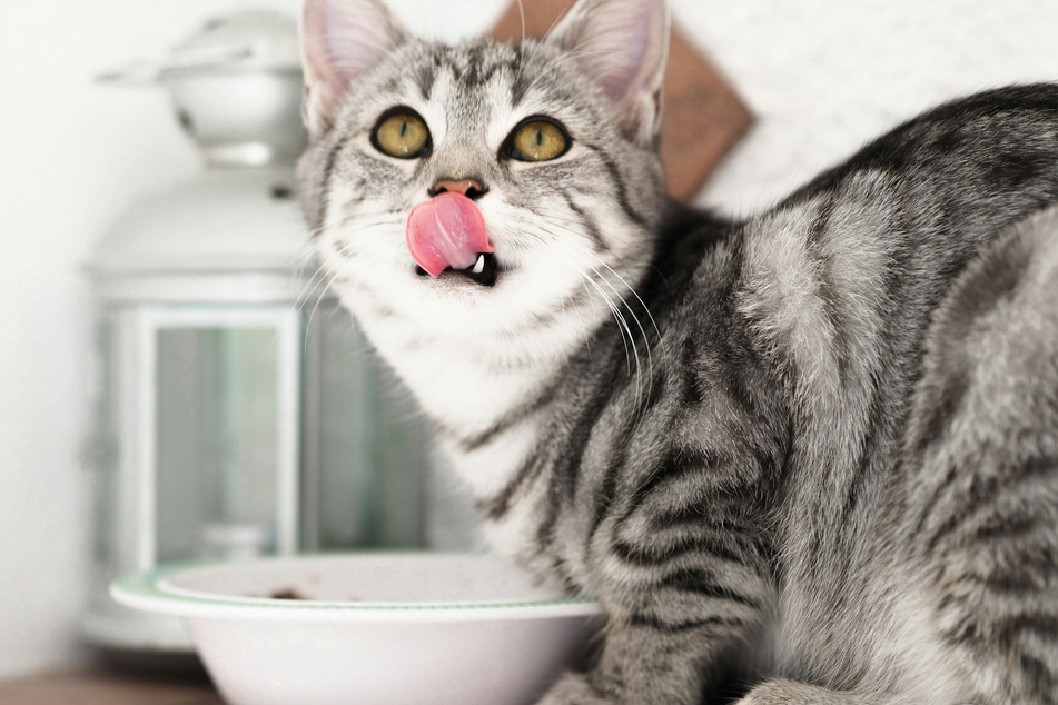 Your cat will only be happy once it has a bucket load of food in its tummy.