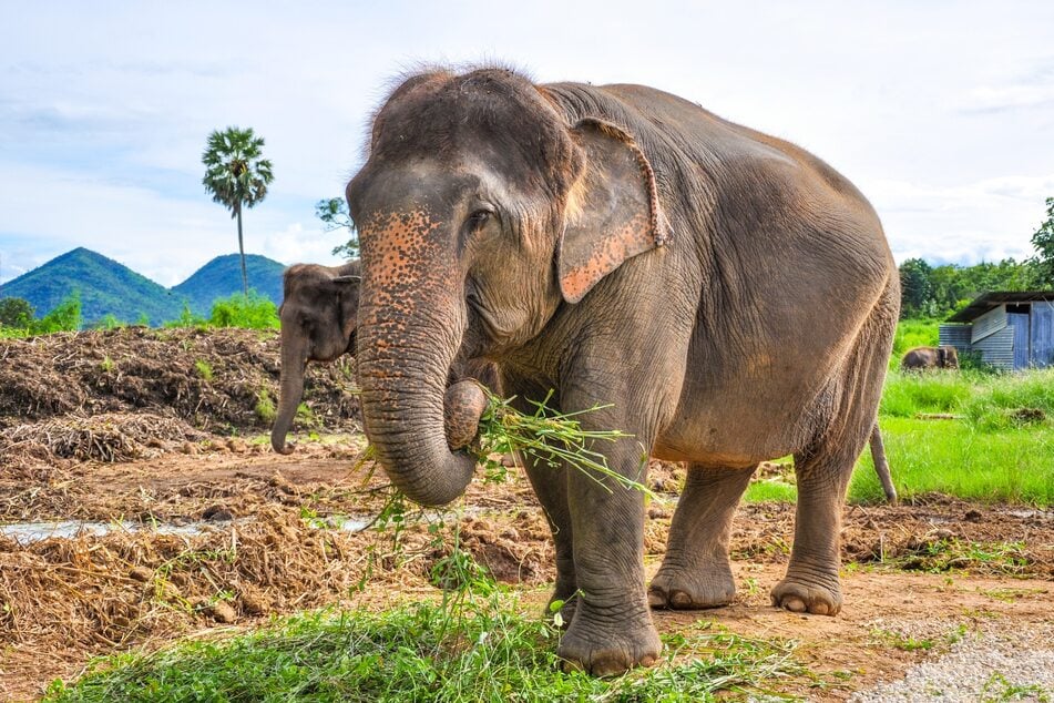 Ein ausgewachsener Elefant benötigt rund 150 Kilogramm Nahrung am Tag.