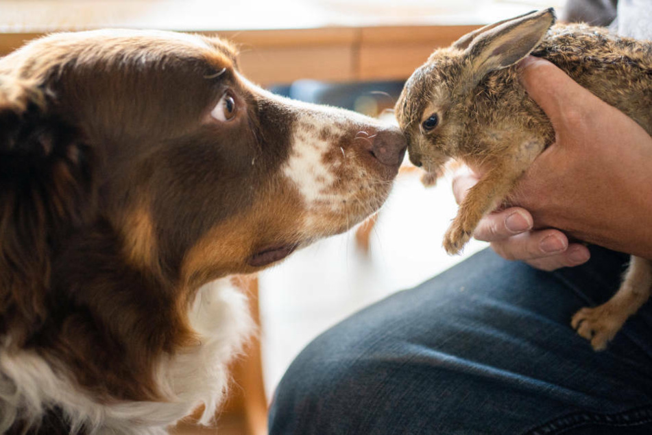 Tierfreundschaft zwischen Baby-Hase "Hasi" und Hund "Lasko" endet tragisch