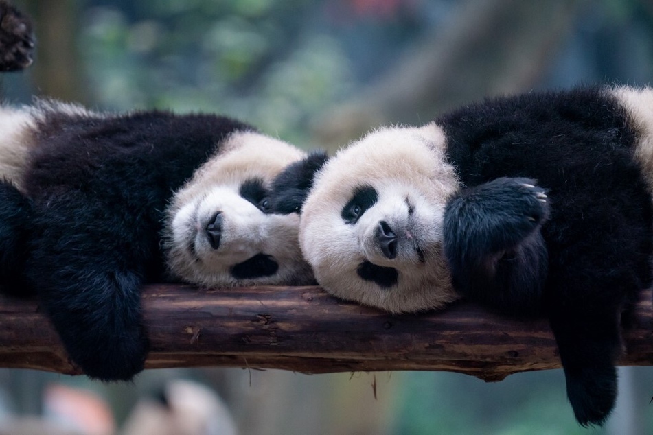 China has also announced plans to send a pair of pandas to the San Diego Zoo in California.