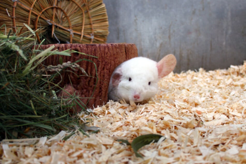 Achtung, Chinchillas wollen nicht gestreichelt werden!