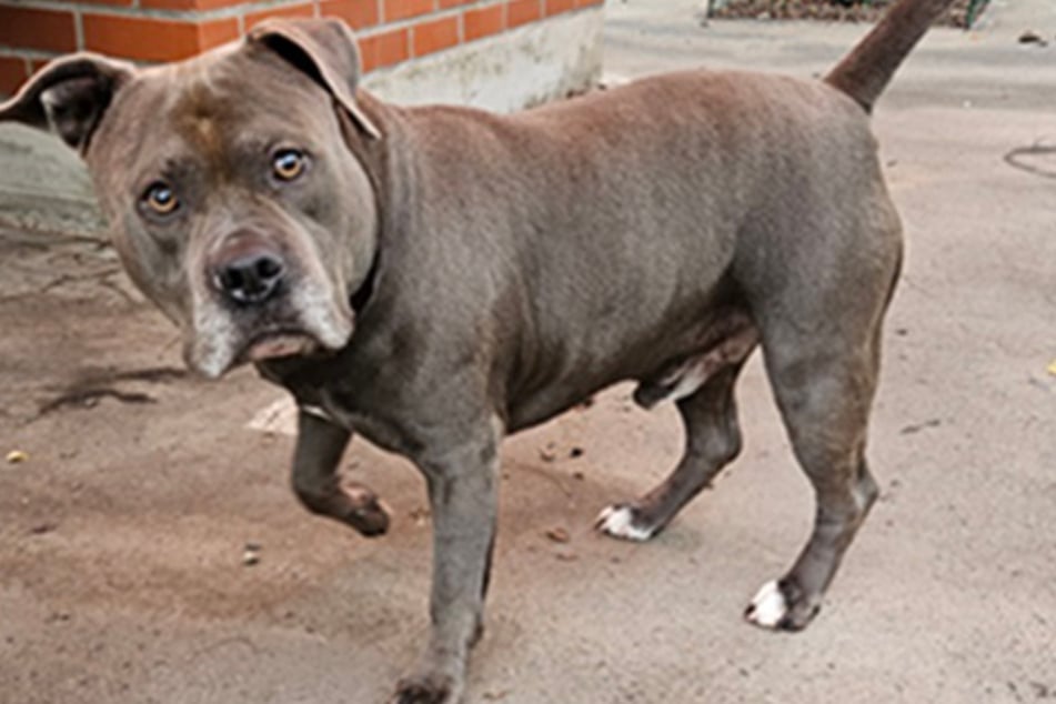 American Staffordshire Terrier Jako wartet im Tierheim in Frankfurt am Main auf ein neues Zuhause.