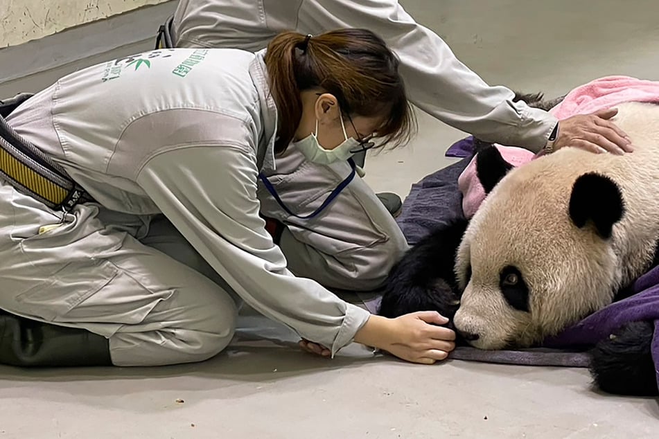 Von China als Geschenk überreicht: 18-jähriger Panda ist gestorben