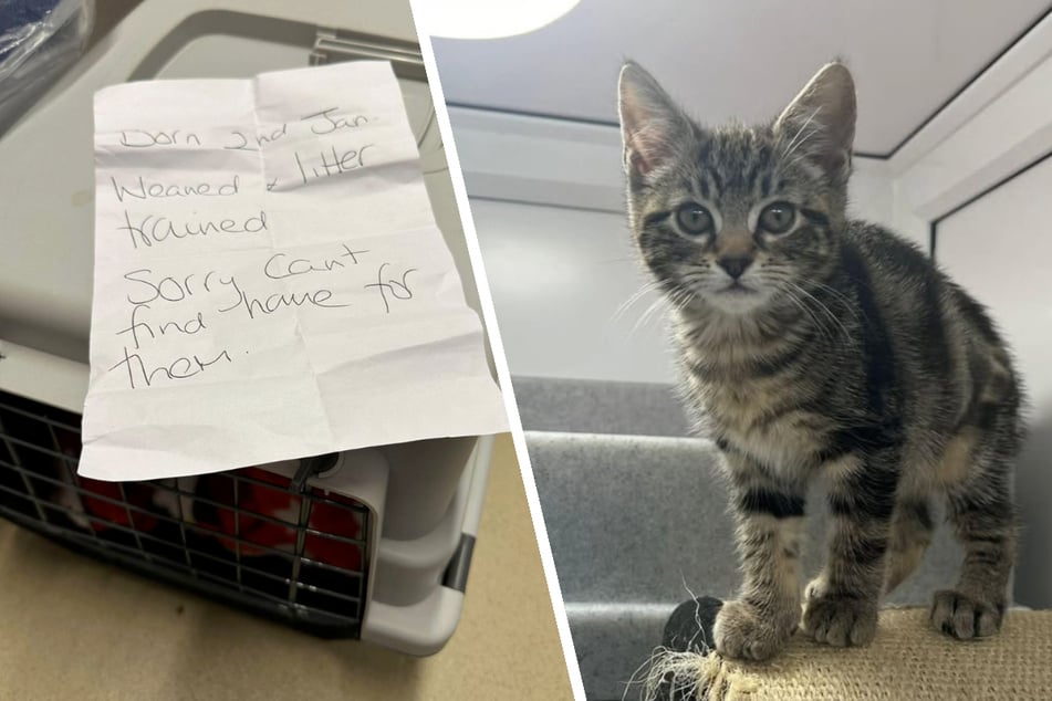 Die Katzenjungen wurden in einer Transportbox ausgesetzt, an der ein Zettel angebracht war.