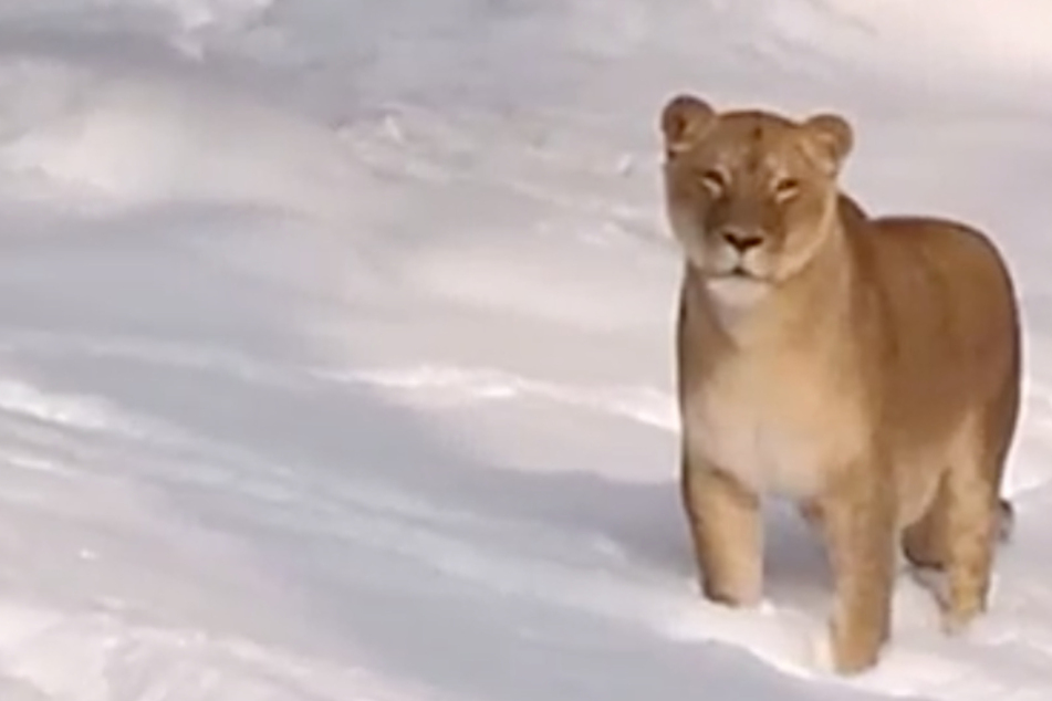 Zwei Katzen im Schnee: Leipziger Löwen-Paar auf Erkundungstour im Winter-Paradies