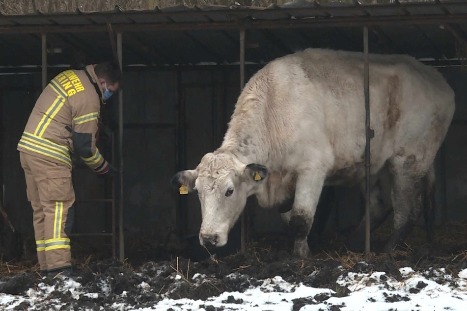 Kuh bleibt zwischen Gittern stecken und sorgt für kuriosen Feuerwehr-Einsatz