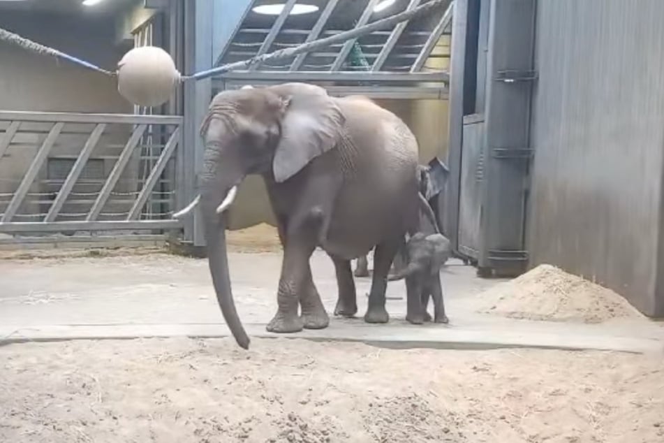 Langsam erkundet der kleine Elefantenbulle unter dem Schutz seiner Mama die Umgebung.