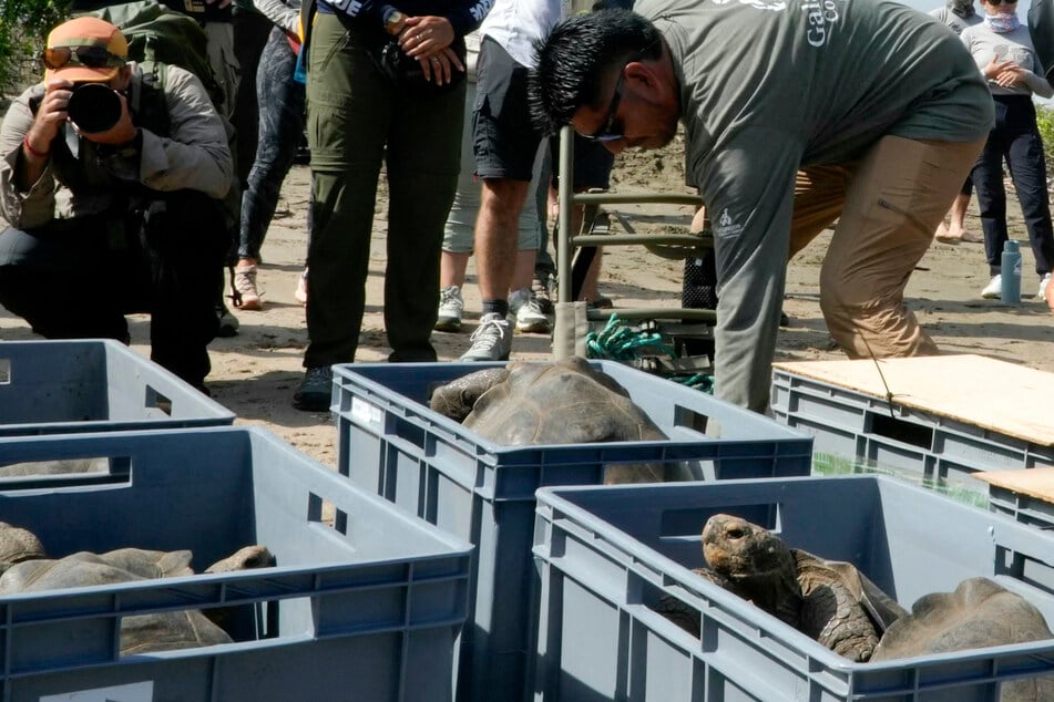 180 Jahre verschwunden: Totgeglaubte Schildkröten feiern Comeback