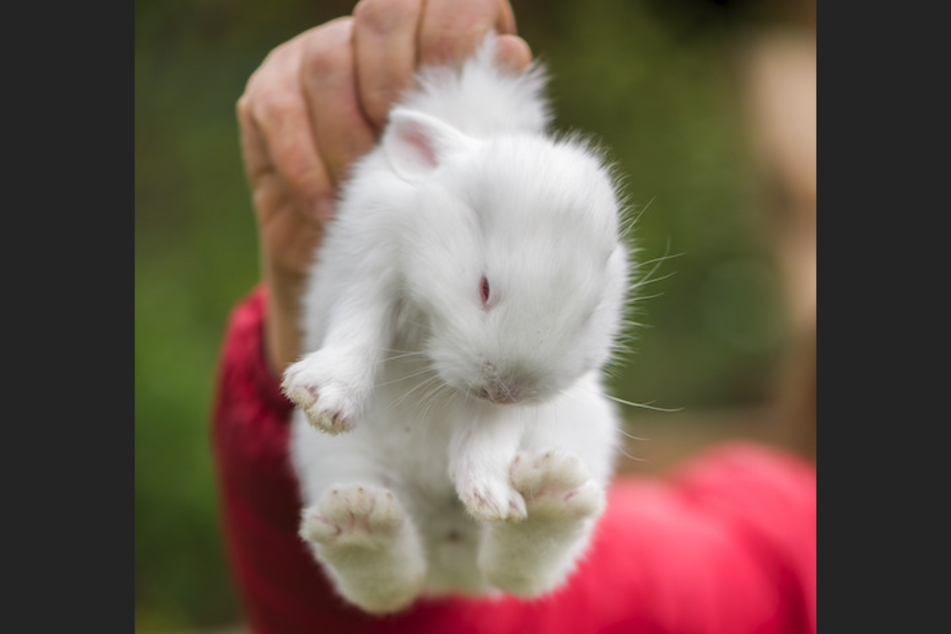 Am Nacken sollte man ein Kaninchen auf keinen Fall tragen!