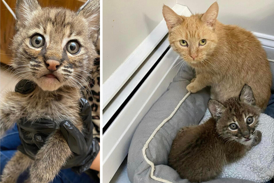 Cat adopts baby bobcat and the unusual pair melts hearts!