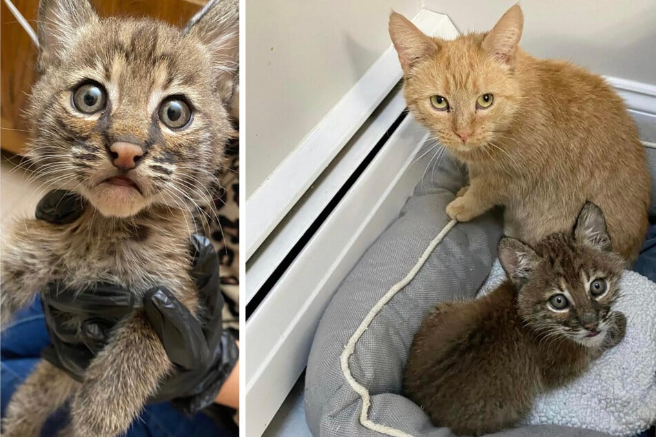 Honey had already been a stand-in mom for multiple litters of kittens when she was introduced to her new bobkitten (l.) playmate.