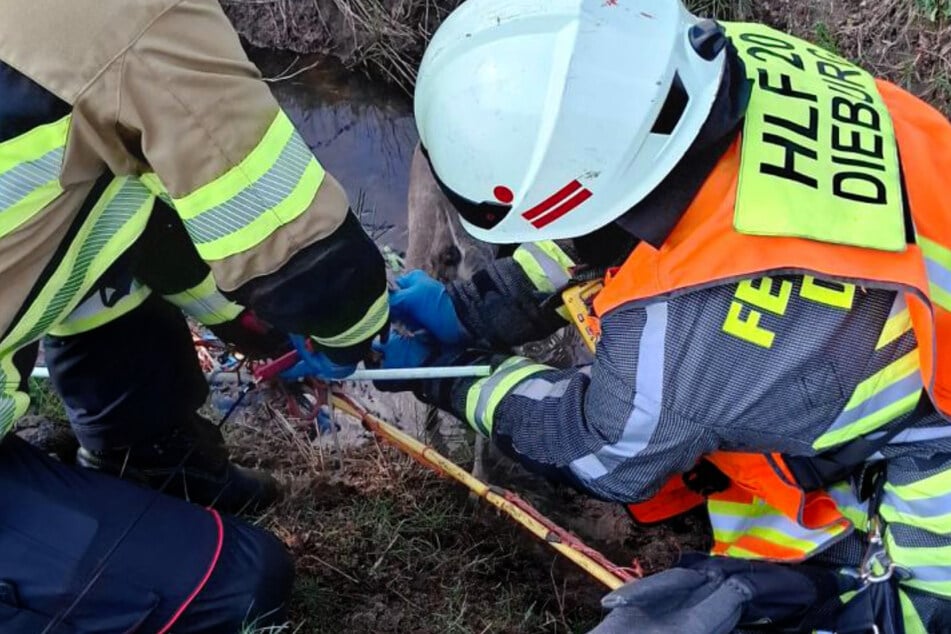 Nachdem sie das Geweih des Tieres vorsichtig fixiert hatten, konnten die Einsatzkräfte den Rehbock schließlich aus seiner misslichen Lage befreien.
