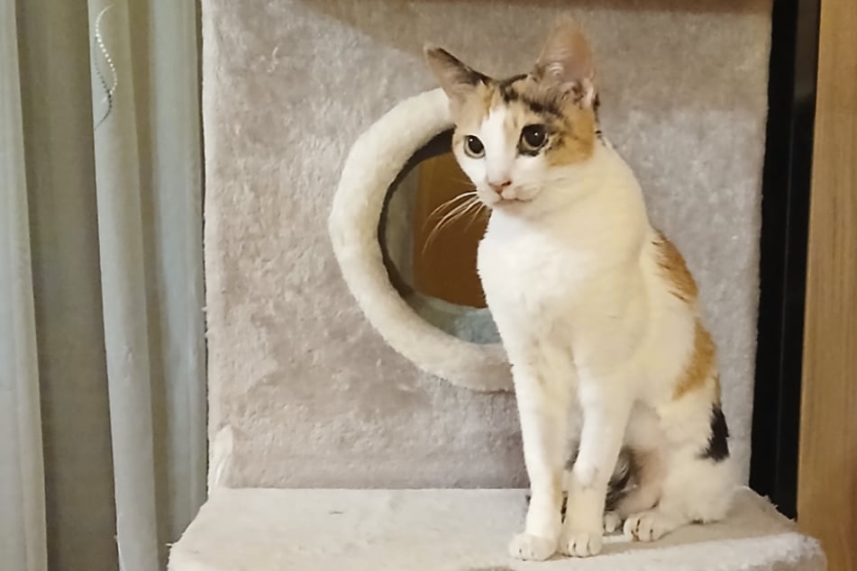 Die zierliche Katze ist regelmäßig auf tierärztliche Behandlungen angewiesen.