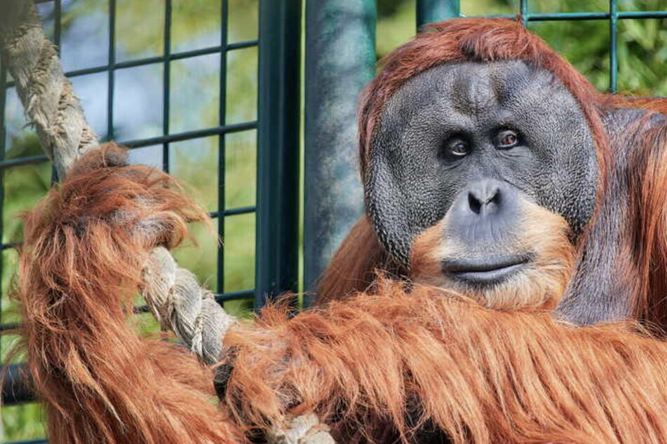 Eisbomben und Feuchttücher: So geht es den Leipziger Tieren bei der "Affenhitze"