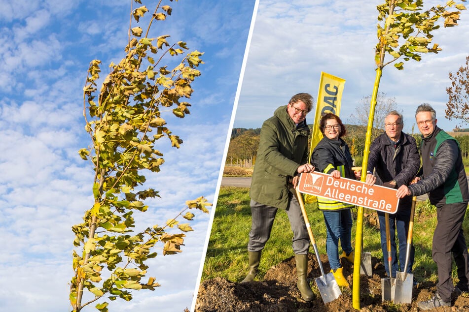 Minister setzt Zeichen gegen Baum-Schwund an Sachsens Straßen