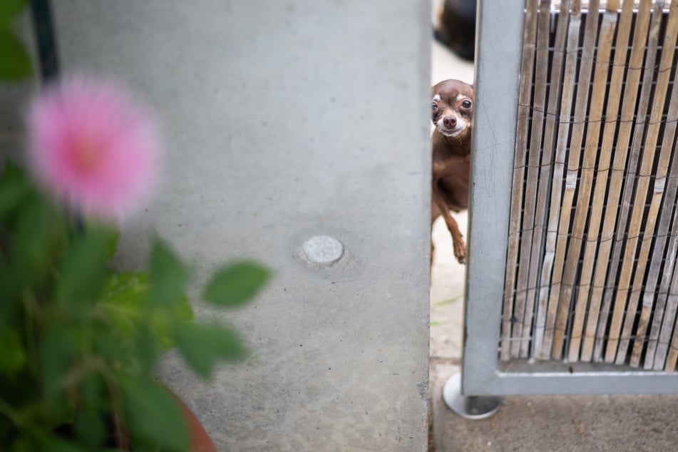 Zwergpinscher Carola wartet schon an der Tür. (Archivbild)