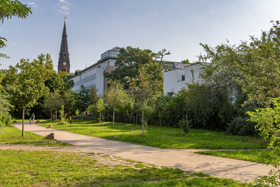 In der Äußeren Neustadt wurden bislang acht Tigermücken nachgewiesen.